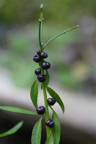 uova??? no Cardamine bulbifera in fruttificazione